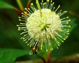 Buttonbush (Honeyballs)