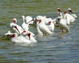 White Ibis Bathing
