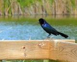 Boat-tailed Grackle