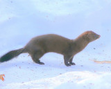 Mink (Mustela vison)