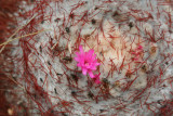 Pink Flower