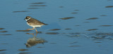 Semi-palmated Plover