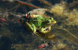 frog_capemay.jpg