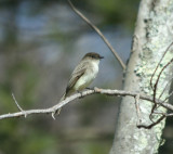 Eastern Phoebe