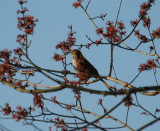 Brown Thrasher