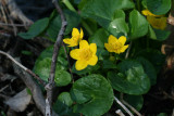 Marsh Marigold