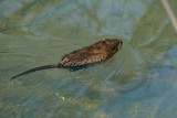 Muskrat