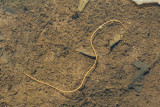 Horsehair Worm