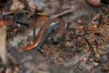 Red-backed Salamander