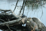 Spotted Turtle