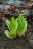 Skunk Cabbage