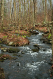 Skunk Cabbage Along the Stream