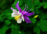 D200_1094FlowerA.jpg