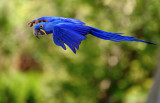 D3B_4462Macaw1.jpg