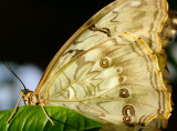 D3B_7125CinciButterflyCropA1.jpg