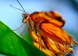D3B_7526CinciButterflyCropA1.jpg