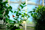 D3B_9023CinciButterfly1.jpg