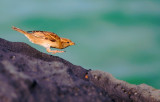 D3C_9124MauiKiheiWB1.jpg