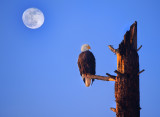 D3D_2399BaldEagleMoon1.jpg