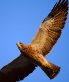 D3D_2521SwainsonsHawk1CropA1.jpg