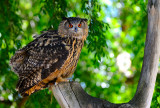 D3D_4462Owl1.jpg