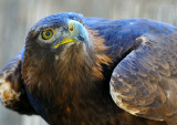 D3D_4535GoldenEagleCropA1.jpg