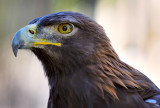 D3D_4528GoldenEagle1.jpg