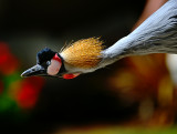 D3D_4481CraneCropA1.jpg