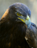 D3D_4507GoldenEagle1.jpg