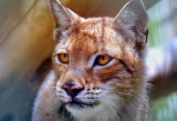 D3D_5332CatCropB1.jpg