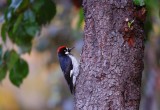 D3A_0781WoodpeckerA1CropHor.jpg