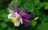 D200_1094Flower1.jpg