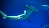 D3A_7334HammerheadShark1.jpg