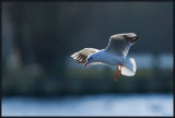 Mouette Rieuse 09
