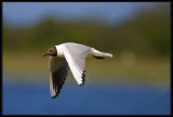 Mouette Rieuse 01