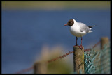 Mouette Rieuse 14