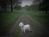 pinhole pooch