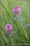 Red clover - trifolium pratense