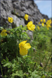 Welsh poppy - meconopsis cambrica