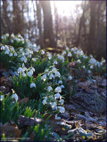 Snowdrop - galanthus nivalis
