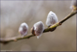 Goat willow - salix caprea (pussy willow)
