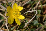 Lesser celandine - ranunculus ficaria