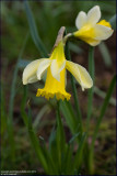 Daffodil - narcissus pseudonarcissus