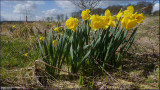Daffodil - narcissus pseudonarcissus (2)