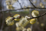 Goat willow - salix caprea (pussy willow) (2)