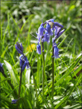 Common bluebell - hyacinthoides non-scripta
