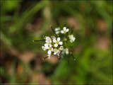 Shepherds purse - Capsella bursa-pastoris