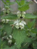 White dead-nettle - lamium album
