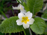 Common primrose - Primula vulgaris