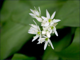 Ramsons (wild garlic) - allium ursinum